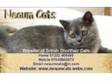 WANTED.British Shorthair Female Active Blue Or Lilac.....