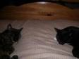 Two Sister Cats Free to Good Home. I Need to Rehome My....
