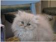 Beautiful Cream Male Cross Persian Kittens