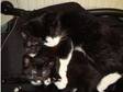Beautiul black and white kittens. 2 beautiful black and....