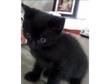 Beautiful black kitten. Black female kitten. Used to....