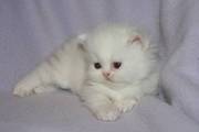 Adorable White Persian kitten for adoption asap