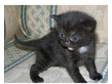 British shorthair x chinchilla persian kittens. *ONLY 3....