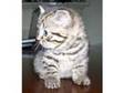 British Shorthair Kittens available in Jan 2010. Only 2....