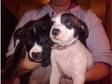Female Staffordshire Bull terriers. We have 2 lovely....