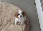 Cavalier King Charles Spaniel Puppies For Caring Homes