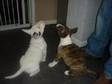 English bull terrier pups for sale kc reg with champion....