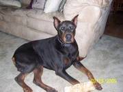 Spoiled Doberman Pinscher Puppies Available For New Home