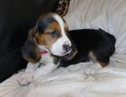 Basset Hound Puppies For Pet Loving Homes