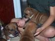 RED staffie pups for sale £300. MUM AND DAD CAN BOTH BE....