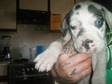 Great Dane puppies. Kc registered. Both mum and dad can....