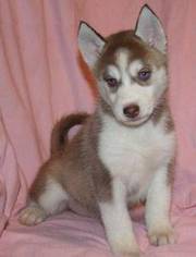 KC registered Siberian Husky puppies available