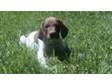 German Shorthaired Pointer Puppies for Sale German....