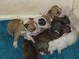 English bull terrier puppies for sale kc reg we are....