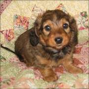 Adorable Dachshund Puppies for Sale