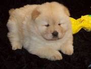 Healthy Chow Chow Puppies For Caring Homes