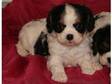 playful Cavalier King Charles Spaniel puppy ready to....