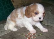 jaminelarry@gmail.com Gorgeous and adorable cavalier king cha puppies