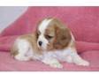 fantastic Cavalier King Charles Spaniel puppy need a new....