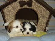 Shih Tzus Puppies Ready For Free