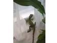 water dragon and vivarium for sale. Chinese water dragon....