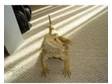 Female Bearded Dragon £69 Bournemouth. For sale is my 4....