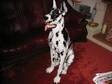 PORCELAIN DOG,  A porcelain great dane dog 42inch high....