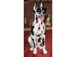 A PORCELAIN great dane dog 42inch high white with black....