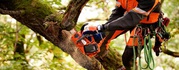 Professional Tree Felling Services in Bournemouth 