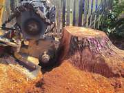  Professional Tree Stump Removal Services in Christchurch