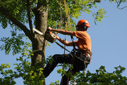 Benefits of Tree Surgeons in Bournemouth